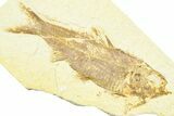Detailed Fossil Fish (Knightia) - Wyoming #372354-1